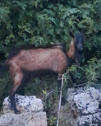 Camosciate delle alpi