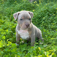 Pitbull