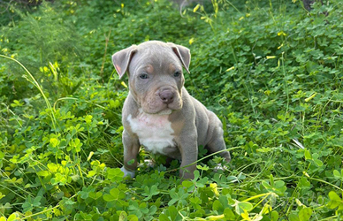 Pitbull