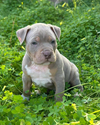 Pitbull