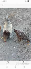 Gallo brahma e Gallina amrock