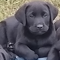 Cuccioli di Labrador Retriever