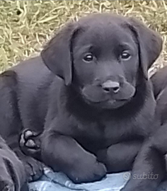 Cuccioli di Labrador Retriever