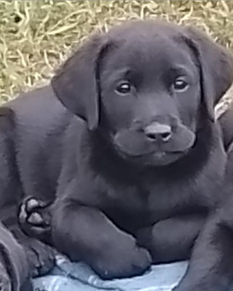 Cuccioli di Labrador Retriever