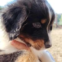 Australiani tricolor black