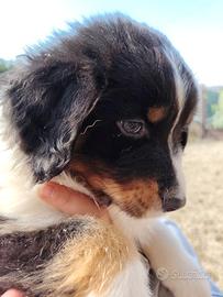 Australiani tricolor black