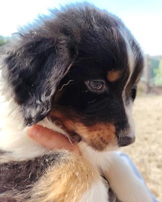 Australiani tricolor black