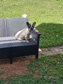 Buldog francese