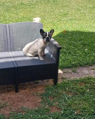 Buldog francese