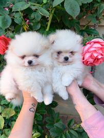 Volpino di Pomerania