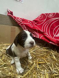 Cuccioli Springer Spaniel