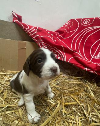 Cuccioli Springer Spaniel