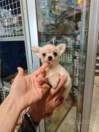 Cuccioli di chihuahua