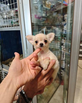 Cuccioli di chihuahua