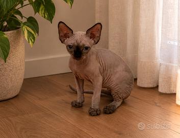 Devon Rex