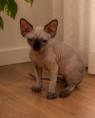 Devon Rex