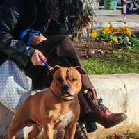 Staffordshire Bull Terrier