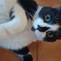 Adozione gatto bianco e nero