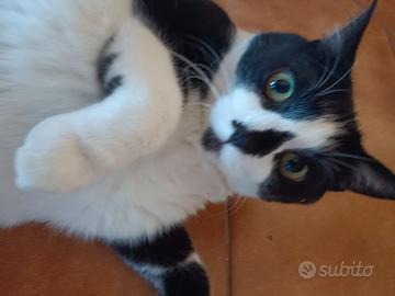 Adozione gatto bianco e nero