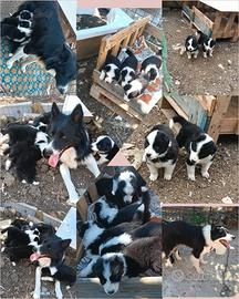 Border collie