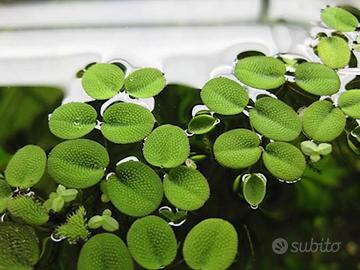 Potature Salvinia Natans