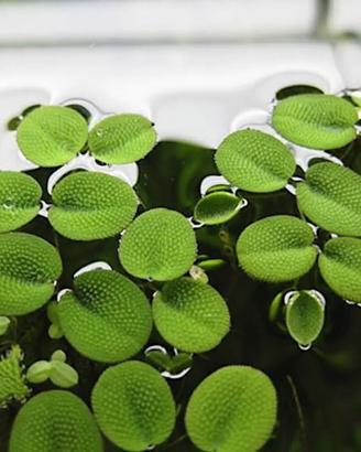 Potature Salvinia Natans