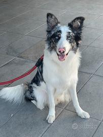 Border Collie disponibile per accoppiamento