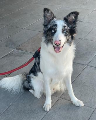 Border Collie disponibile per accoppiamento