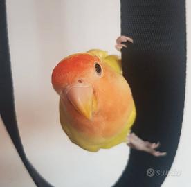 Inseparabile allevato a mano 2025