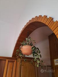 portapiante con catenella