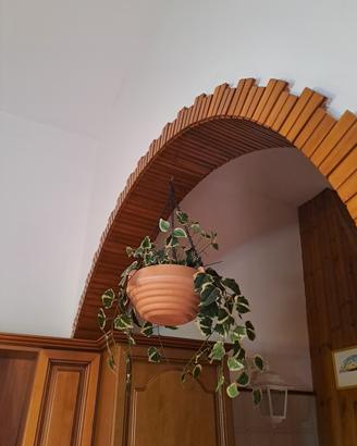 portapiante con catenella