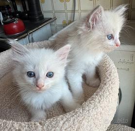 Cucciole Ragdoll nate il 16 luglio senza padigree