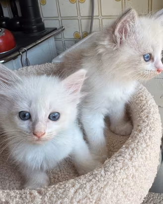 Cucciole Ragdoll nate il 16 luglio senza padigree