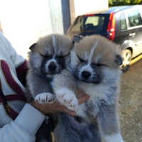 Cuccioli akita inu