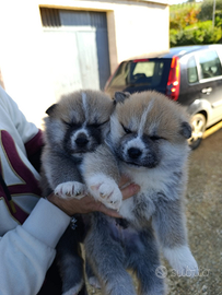 Cuccioli akita inu