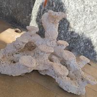 roccia acquario marino 