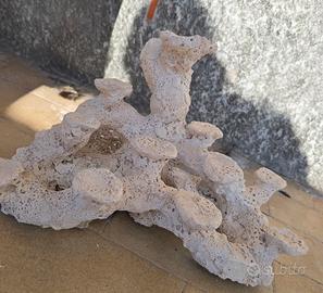 roccia acquario marino 