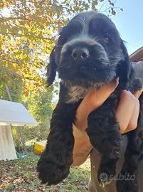 cocker spaniel inglese 