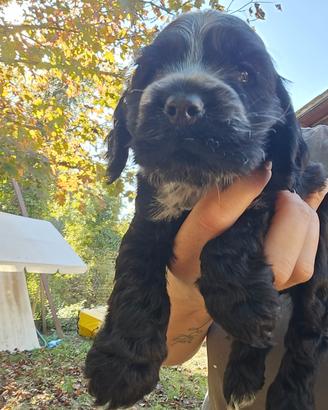 cocker spaniel inglese 