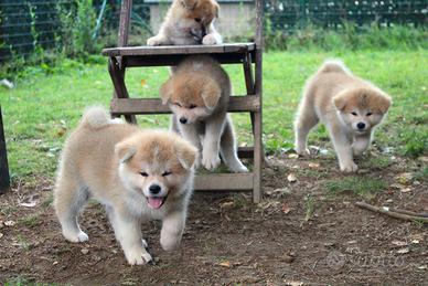 Cuccioli di Akita LOMBARDIA