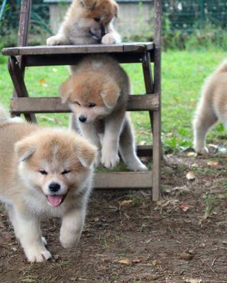 Cuccioli di Akita LOMBARDIA