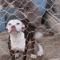 Cucciolona di pitt bull