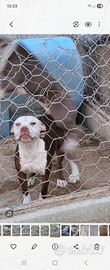 Cucciolona di pitt bull