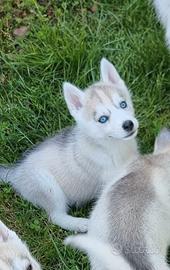 Siberian husky