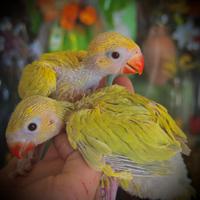 Pulli Parrocchetto dal Collare