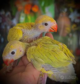 Pulli Parrocchetto dal Collare