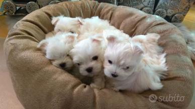 Cuccioli di maltese mini toy