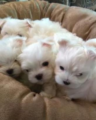 Cuccioli di maltese mini toy