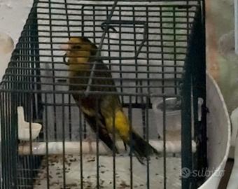 Incardellato maschio