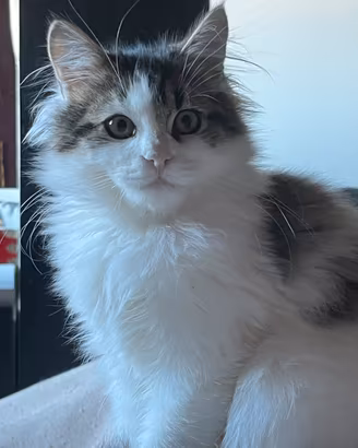 Cuccioli di mamma main Coon
